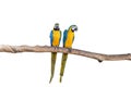 Macaw parrots stand on the branchesÃ¢â¬â¹ withÃ¢â¬â¹ whiteÃ¢â¬â¹ background.Ã¢â¬â¹ isolatedÃ¢â¬â¹ parrot.Ã¢â¬â¹ Brids.